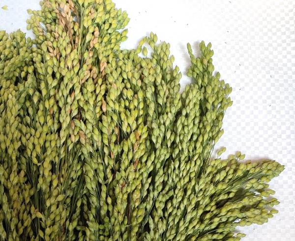 Silberhirse "classic" halbreif 5 kg VORBESTELLUNG
